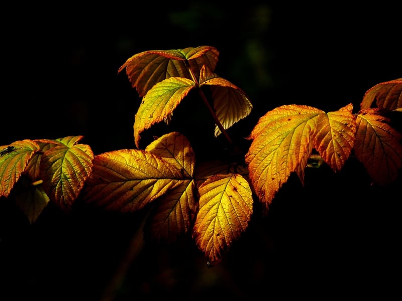Fall foliage