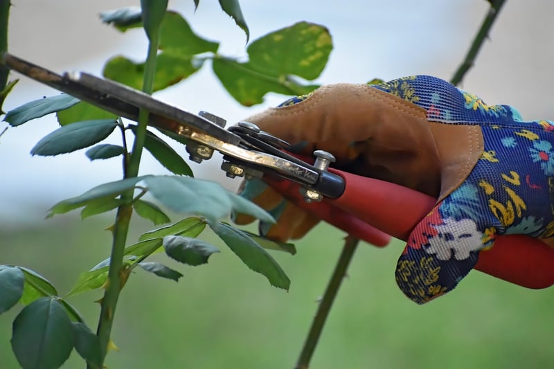 Pruning and maintenance