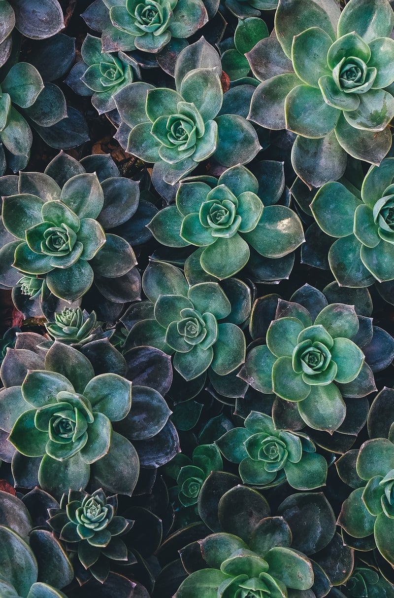 Succulent terrariums