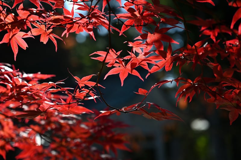 Burning Bush