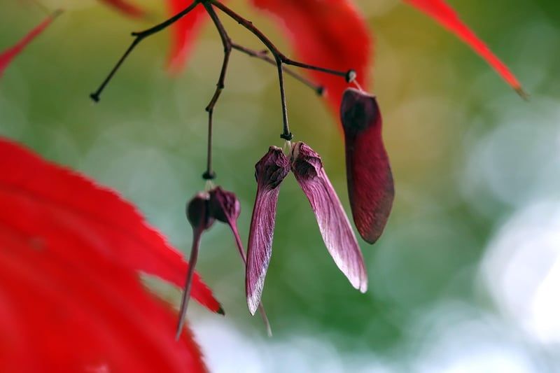 Japanese Maple
