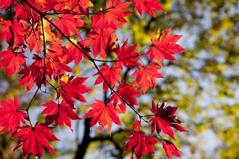 Maple Tree