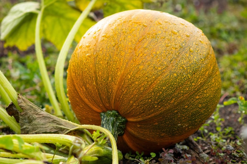 Pumpkins in Fall