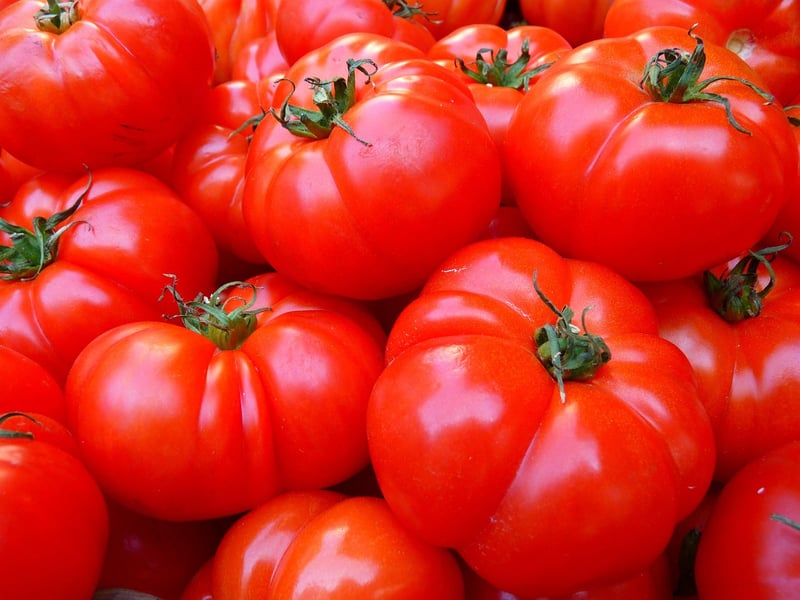 Fresh Tomatoes in Summer